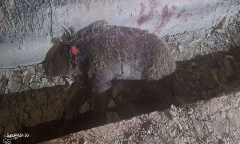 افزایش حضور حیاتوحش در روستاهای کرمانشاه/ محیط زیست هشدار داد / اخبار کرمانشاه - اخبار استانها