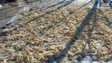 کشف 13 هزار عدد نان خشکشده در تویسرکان / اخبار همدان - اخبار استانها