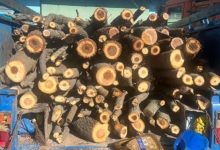 8 تن هیزم جنگلی در اردبیل کشف و ضبط شد / اخبار اردبیل - اخبار استانها