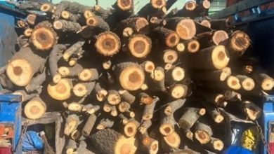 8 تن هیزم جنگلی در اردبیل کشف و ضبط شد / اخبار اردبیل - اخبار استانها