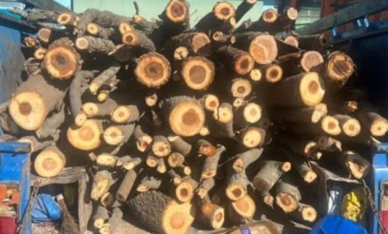 8 تن هیزم جنگلی در اردبیل کشف و ضبط شد / اخبار اردبیل - اخبار استانها