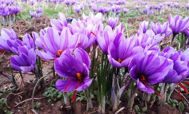 بزرگترین مزرعه طلای سرخ غرب کشور در کبودراهنگ منتظر صنایع تبدیلی / زعفران , کبودراهنگ , صنایع تبدیلی , کشت قراردادی , همدان