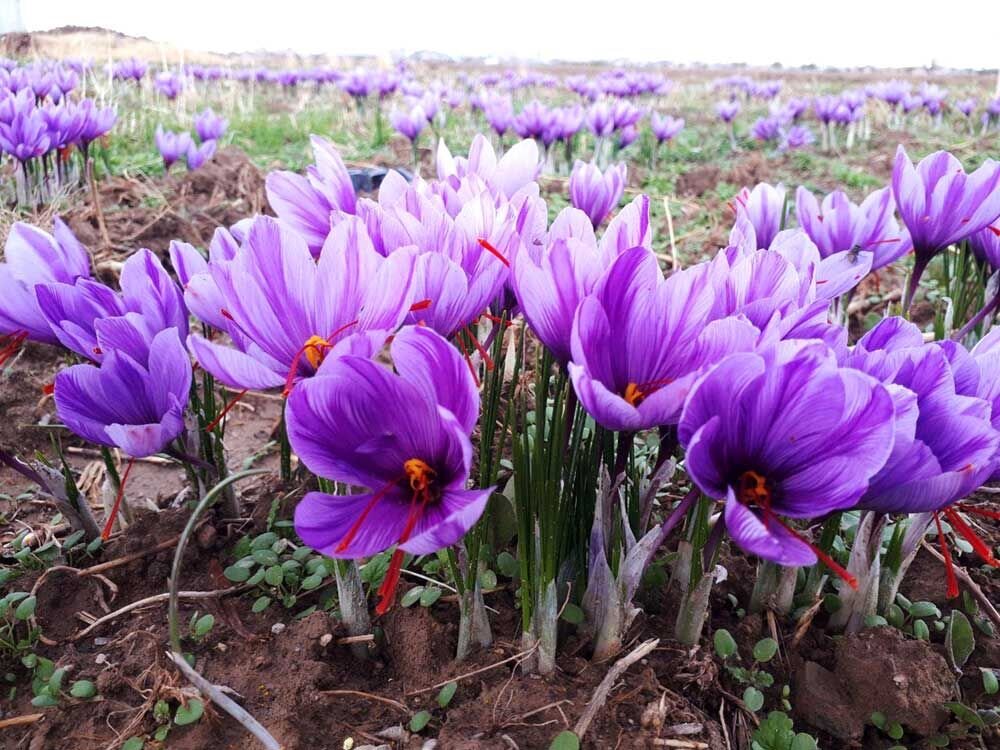 بزرگترین مزرعه طلای سرخ غرب کشور در کبودراهنگ منتظر صنایع تبدیلی / زعفران , کبودراهنگ , صنایع تبدیلی , کشت قراردادی , همدان