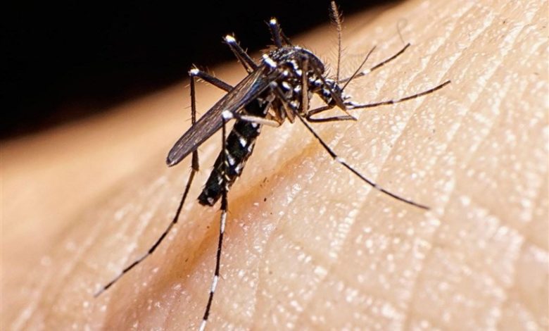 تکذیب ابتلا به تب دنگی در طارم / اخبار زنجان - اخبار استانها