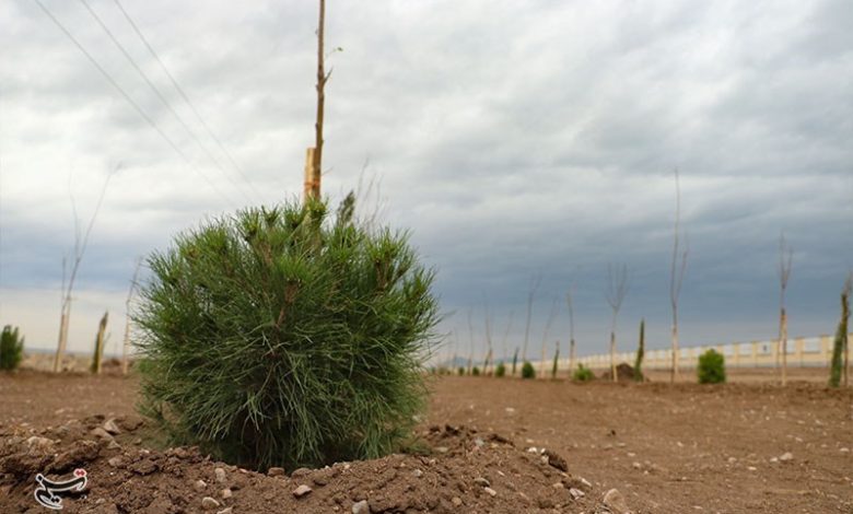 پویش درختکاری «در سایه مادر» در کرمان؛ کاشت نهال توسط مادران شهدا / اخبار کرمان - اخبار استانها