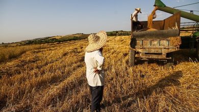 سیاستهای بیپشتوانه در کشاورزی ایران/ الگوی کشت شکست خورد/ سود کشاورزان آب رفت! / اخبار گلستان - اخبار استانها