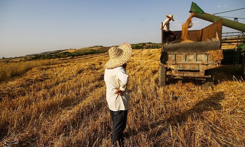 سیاستهای بیپشتوانه در کشاورزی ایران/ الگوی کشت شکست خورد/ سود کشاورزان آب رفت! / اخبار گلستان - اخبار استانها