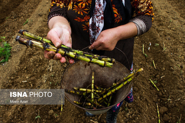پیشبینی درآمد ۱۸۰ میلیارد ریالی برای نیشکرکاران گیلان در سال ۱۴۰۴ / نیشکر، گیلان، کشاورزی، شکر سیاه، تولید , , , ,