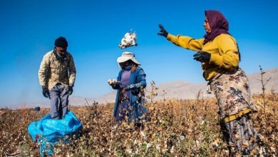 رشد سطح زیرکشت و تولید پنبه در خراسان شمالی؛ مانه رکورددار کشت و برداشت است / اخبار خراسان شمالی - اخبار استانها