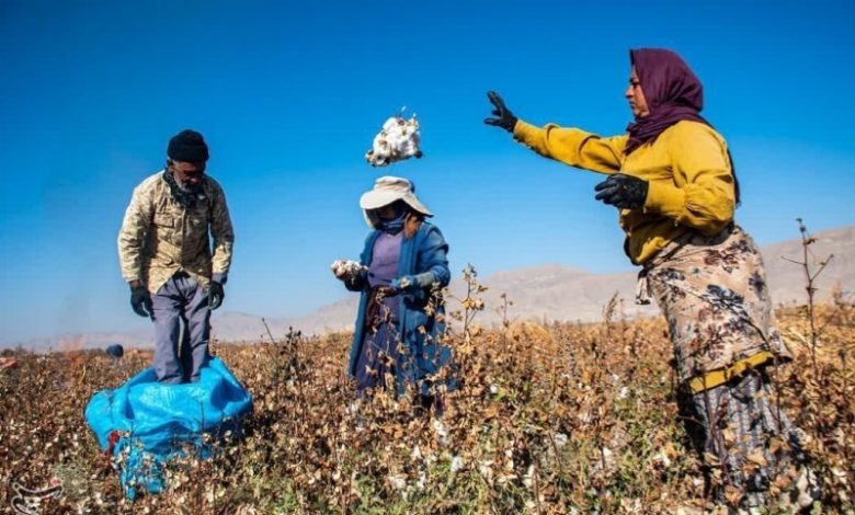 رشد سطح زیرکشت و تولید پنبه در خراسان شمالی؛ مانه رکورددار کشت و برداشت است / اخبار خراسان شمالی - اخبار استانها