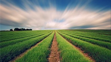 هشدار نارنجی هواشناسی کشاورزی صادر شد / اخبار کهگیلویه و بویراحمد - اخبار استانها