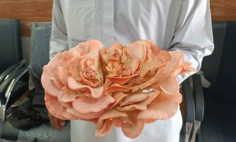 برداشت نخستین قارچ صدفی در هنرستان مرزی/ آموزشی که به تولید رسید+ عکس / اخبار سیستان و بلوچستان - اخبار استانها