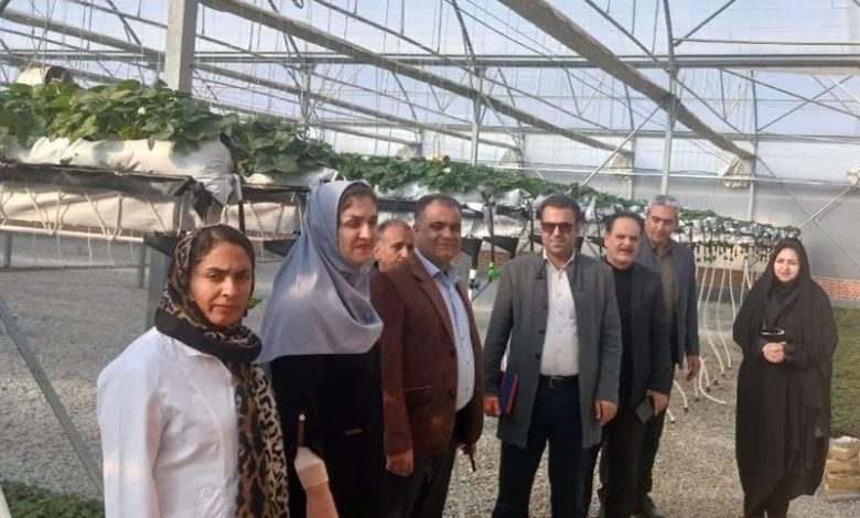 گفتوگو| اجرای طرح زمینگرمایی و کشت معلق در استان مرکزی/ اخبار مرکزی - اخبار استانها