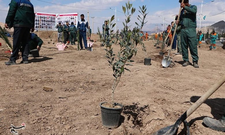 شزط تحقق کاشت یک میلیارد درخت در ایران چیست؟ / اخبار البرز - اخبار استانها