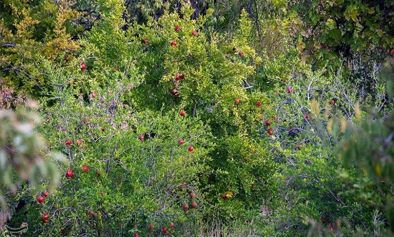 اختصاص کود یارانهدار برای 26 هزار هکتار از باغات گلستان / اخبار گلستان - اخبار استانها