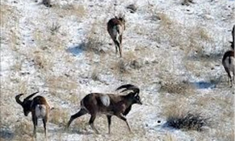 ثبت 105 گونه جانوری در زیستگاههای حفاظتشده مهریز / اخبار یزد - اخبار استانها