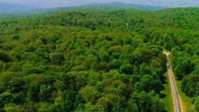 الگوی «جنگلداری اجتماعی» در زاگرس/تامین معیشت 10 میلیون نفراز جنگل / اخبار چهارمحال و بختیاری - اخبار استانها