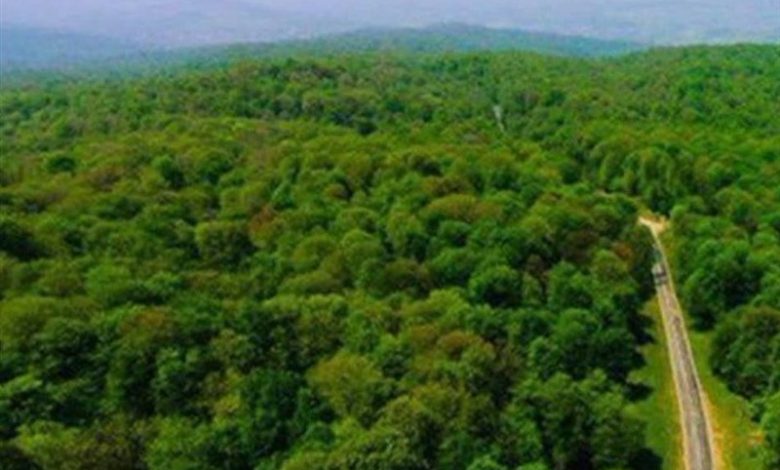 الگوی «جنگلداری اجتماعی» در زاگرس/تامین معیشت 10 میلیون نفراز جنگل / اخبار چهارمحال و بختیاری - اخبار استانها