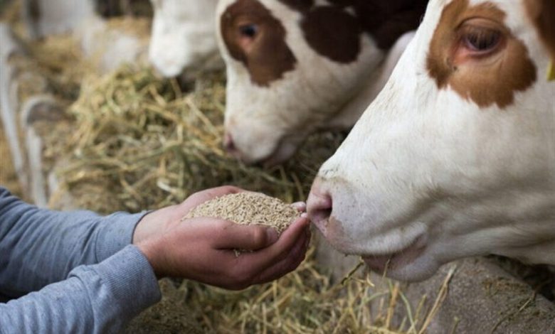 افزایش سهمیه خوراک دام و آغاز توزیع سیلاژ یارانهای در زهک+ فیلم / اخبار سیستان و بلوچستان - اخبار استانها