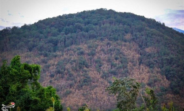 جنگلهای هیرکانی در محاصره پیچکهای مهاجم/ آیا فاجعه شمشادها دوباره تکرار میشود؟ / اخبار مازندران - اخبار استانها