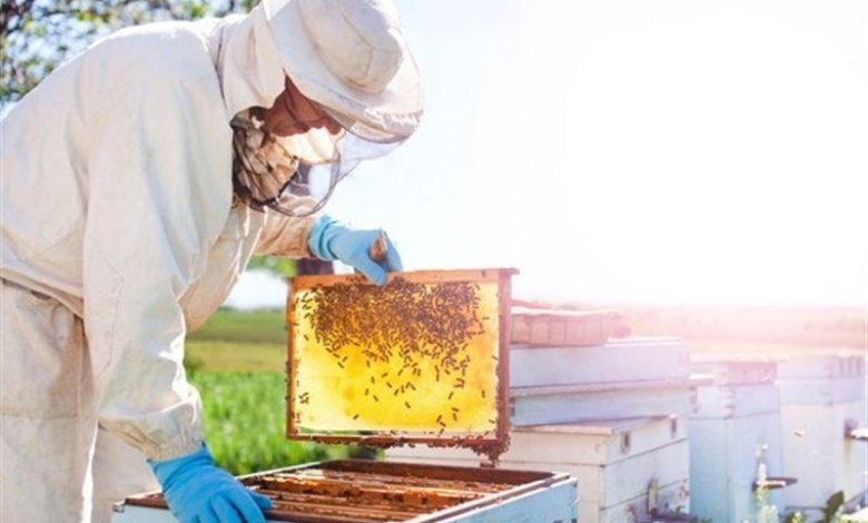 چهارمحال و بختیاری دارای 304 هزار کلنی زنبور عسل است / اخبار چهارمحال و بختیاری - اخبار استانها