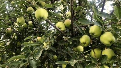 سیب بروجرد در نقشه گردشگری ایران/ثبت ملی جشنواره سیب / اخبار لرستان - اخبار استانها