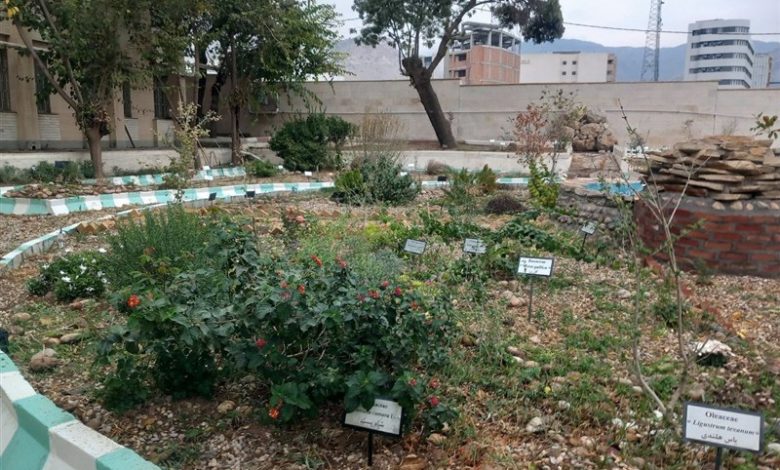 بانک ژنتیکی گیاهی ایلام، گنجینه‌ای سبز در برابر خطر انقراض گونه‌ها/ اخبار ایلام - اخبار استانها