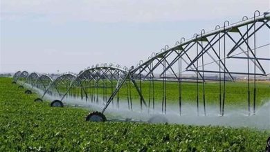 بهرهبرداری از 31 طرح کشاورزی در لرستان تا پایان 1404 / اخبار لرستان - اخبار استانها