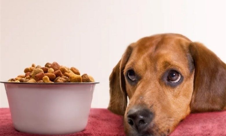 قاچاق 100 میلیاردی خوراک حیوانات خانگی در کردستان / اخبار کردستان - اخبار استانها