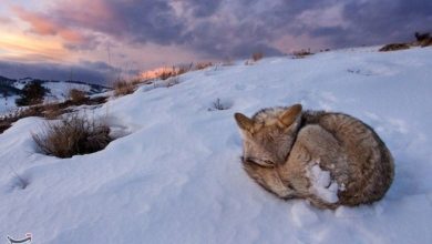 فراخوان محیط زیست کهگیلویه و بویراحمد برای میزبانی از حیات وحش در پی بارش سنگین برف / اخبار کهگیلویه و بویراحمد - اخبار استانها