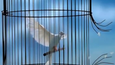 آزادی 5 بانوی مددجوی زندان کاشان به مناسبت روز زن / اخبار کاشان - اخبار استانها