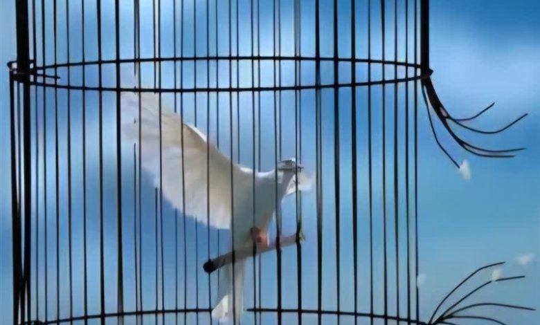 آزادی 5 بانوی مددجوی زندان کاشان به مناسبت روز زن / اخبار کاشان - اخبار استانها