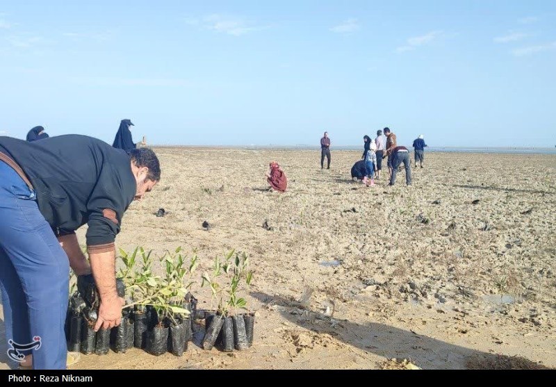 کاشت 2500 اصله نهال به نیت حاج قاسم در سراسر بوشهر+تصویر / اخبار بوشهر - اخبار استانها