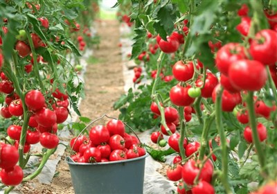 خاش پیشتاز توسعه کشت گلخانه‌ای در مقابله با بحران کم‌آبی / اخبار سیستان و بلوچستان - اخبار استانها