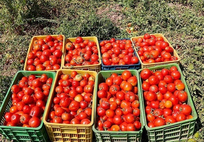 برداشت بیش از 100 هزار تن گوجهفرنگی از مزارع استان بوشهر / اخبار بوشهر - اخبار استانها