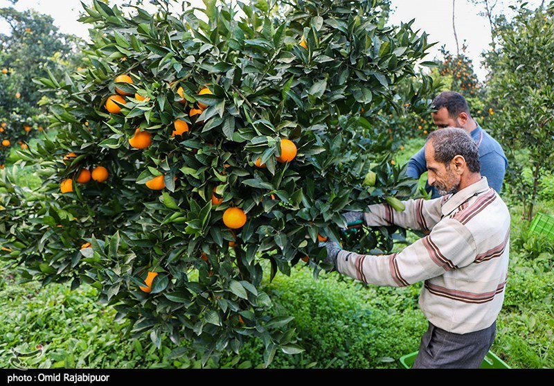 کشاورزی ‌مبتنی بر فناوری در شمال/ شناسنامه الکترونیکی باغات صادر شد / اخبار مازندران - اخبار استانها