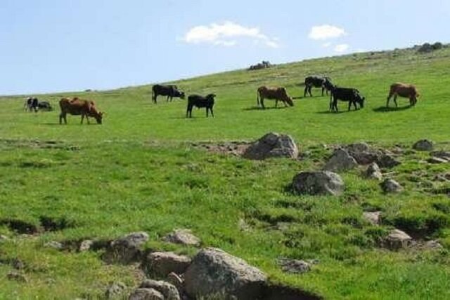 ۱۲ چالش اصلی سیاست‌های مرتع‌داری ایران شناسایی شد / مراتع , سیاست‌گذاری , محیط زیست , دامداری , منابع طبیعی
