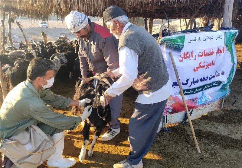 واکسیناسیون ضربتی تب برفکی در دشتستان اجرا شد / اخبار بوشهر - اخبار استانها