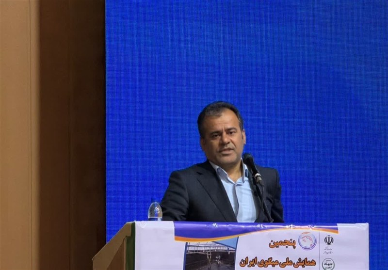 تأمین برق مجتمع‌های پرورش میگو از اولویت‌های استان بوشهر / اخبار بوشهر - اخبار استانها
