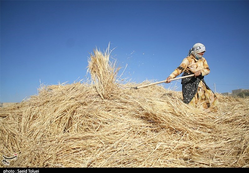هشدار جدی به گندم‌کاران خراسان شمالی/ مشاهده «سوسک سیاه» در مزارع غلات / اخبار خراسان شمالی - اخبار استانها