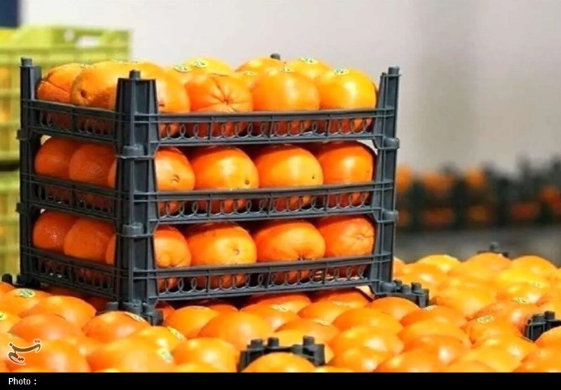 توزیع 400 تن میوه شب عید در قم با قیمت 15 تا 20 درصد زیر بازار / اخبار قم - اخبار استانها