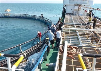 تأکید فرماندار قشم بر لزوم تکمیل زنجیره ارزش در صنعت شیلات جزیره / اخبار جزایر خلیج فارس - اخبار استانها