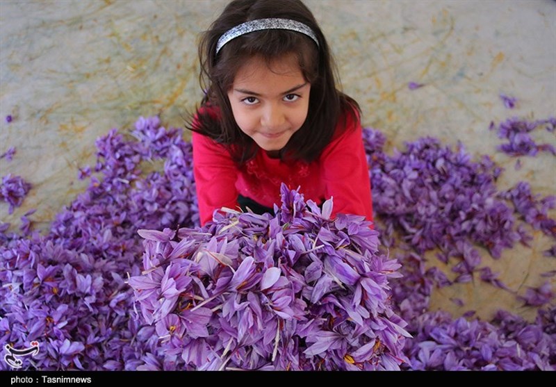 200 هکتار زیره سبز و 40 هکتار زعفران ‌در خراسان شمالی زیر کشت می‌رود‌ / اخبار خراسان شمالی - اخبار استانها