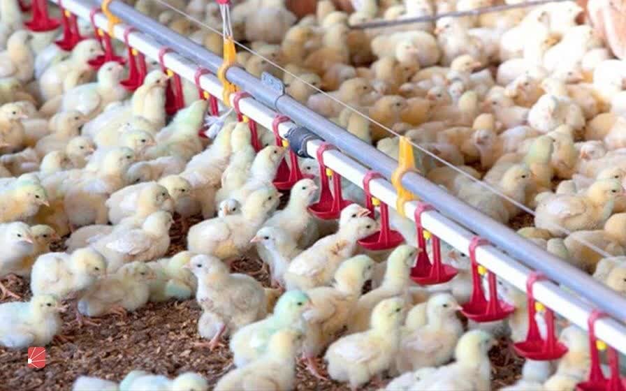 چهار برابر شدن قیمت نهاده‌ها در مقابل ثبات قیمت مرغ؛ هشدار تولیدکنندگان درباره بحران در صنعت طیور / نهاده دامی , صنعت طیور , قیمت مرغ , مرغداران , توزیع نهاده