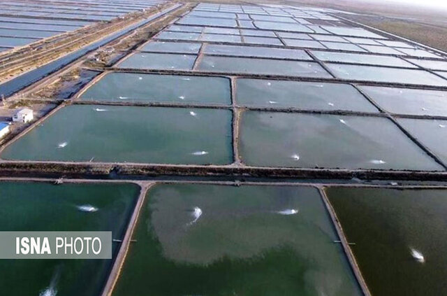 طرح پایلوت فناوری نانوحباب برای پرورش میگو تدوین می‌شود / نانوحباب , پرورش میگو , آبزی‌پروری , سازمان شیلات , فناوری