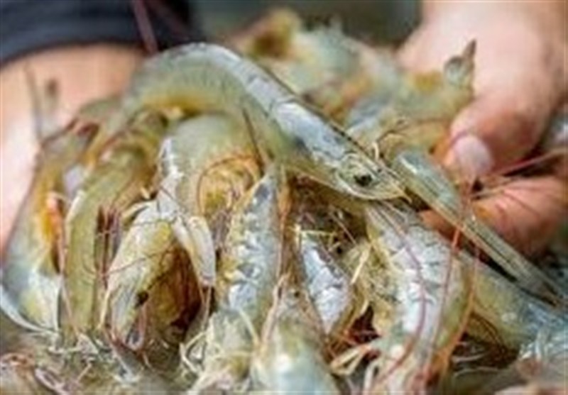 طرح تحقیقاتی کنترل بیماری میگو پرورشی در 5 استان در حال اجراست / اخبار بوشهر - اخبار استانها
