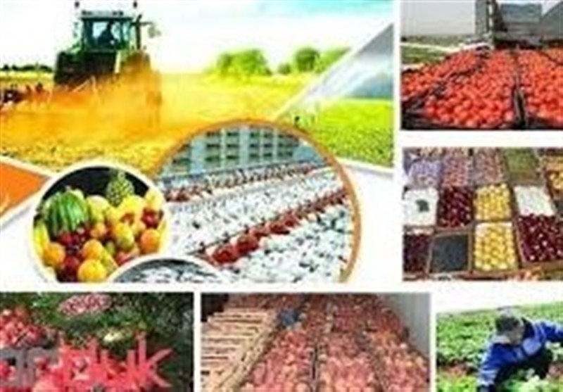 خروج هرمزگان از پیله «خام‌فروشی» با 94 واحد بسته‌بندی / اخبار هرمزگان - اخبار استانها