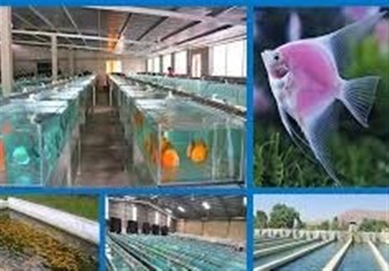 ظرفیت‌های غیرفعال شیلاتی به چرخه تولید برمی‌گردند / اخبار اردبیل - اخبار استانها