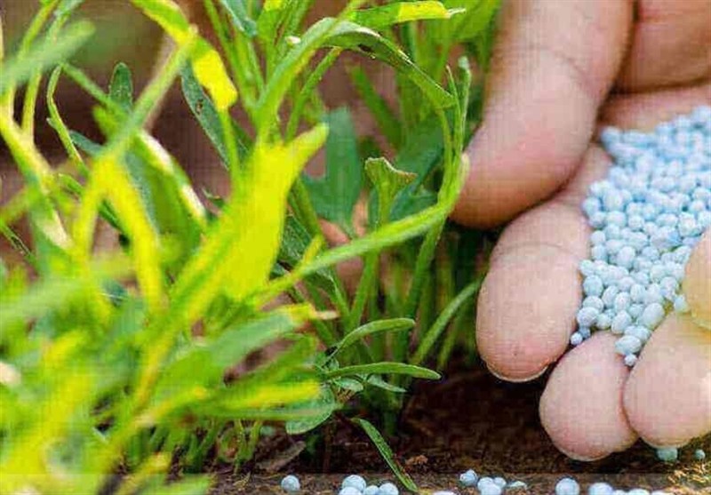 تداوم توزیع کود‌های یارانه‌ای کشاورزی در فارس / اخبار فارس - اخبار استانها