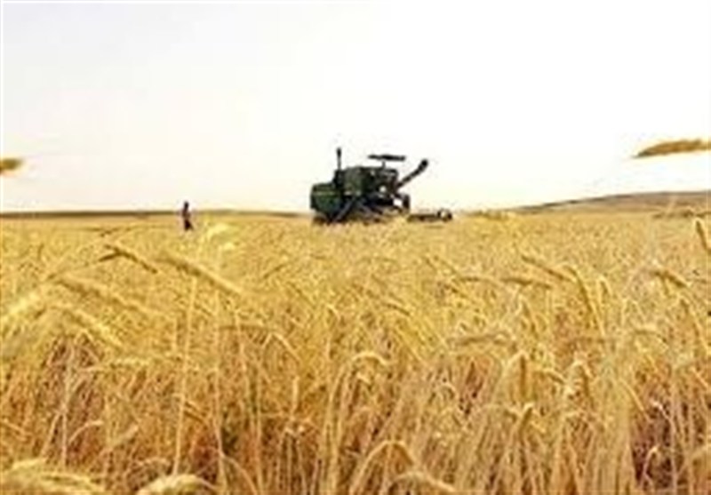 تمام حق بیمه سهم کشاورزان گندمکار در کرمانشاه توسط دولت پرداخت می‌شود / اخبار کرمانشاه - اخبار استانها